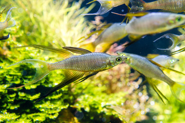 Wall Mural - Threadfin Rainbowfish (Iriatherina werneri) beautiful swimming in planted aquarium