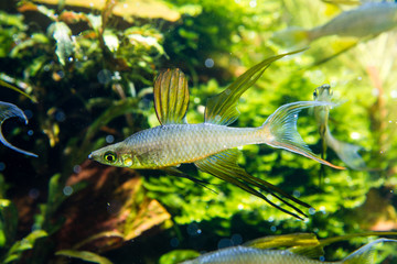 Poster - Threadfin Rainbowfish (Iriatherina werneri) beautiful swimming in planted aquarium