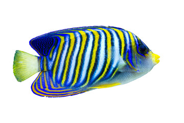 Poster - Marine fish on white isolated background with clipping path. Regal Angelfish (Pygoplites diacanthus)