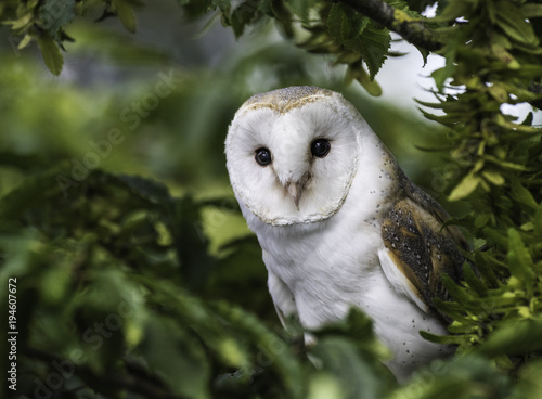 Barn Owl In Tree Buy This Stock Photo And Explore Similar Images