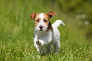 Sticker - Jack Russell Terrier dog outdoors on grass