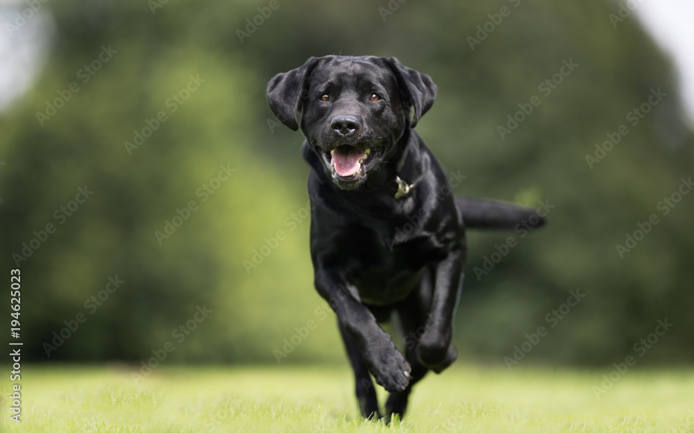 Black labrador retriever dog - obrazy, fototapety, plakaty 