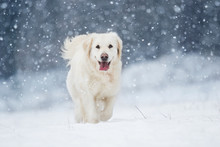 Active Dog In Winter, Breeds Golden Retriever