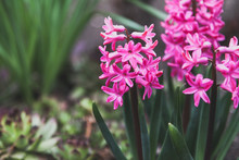 Bright Pink Hyacinth Flowers Grow On Vegetable Garden