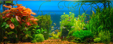 Underwater Jungle In Tropical Fresh Water Aquarium With Live Dense Red And Green Plants, Different Fishes And Blue Background
