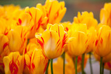 Fototapeta Tulipany - Olympic Flame  tulips blooming