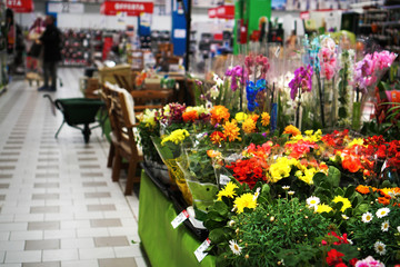 flower and garden department in a supermarket