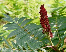 Bright Red Fruit And Green Leaves Of Staghorn Sumac Plant