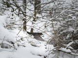 Fototapeta Dmuchawce - Thrush flying in the snow in Lviv, Ukraine