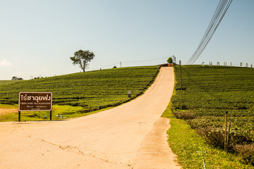 Wall Mural - Tea plantation in Chiang Rai province