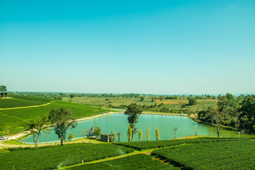 Wall Mural - Tea plantation in Chiang Rai province