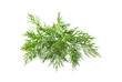 Fresh dill isolated close-up.