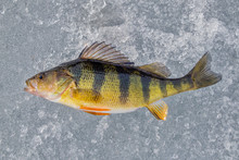 Yellow Perch On Ice