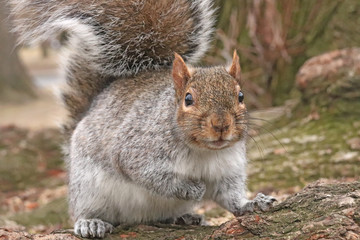 Wall Mural - A squirrel that is getting very close to the camera, and is lookng ery curious, taken in Boston Common.