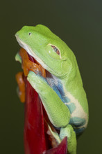 Red-eyed Tree Frog Showing Extra Eyelid, Agalychnis Callidryas, Captive, Controlled Conditions