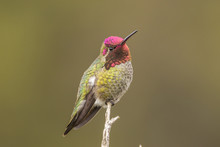 USA, California, San Luis Obispo. Male Anna's Hummingbird Displaying Colors.
