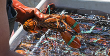 Fisheman Holding A Live Lobster Over A Bin Of Lobsters