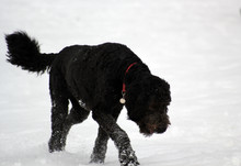 Cockapoo Black Dog In The Snow
