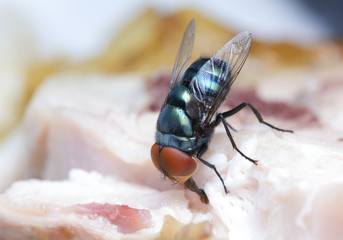 fly