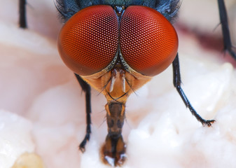 fly