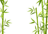 Fototapeta Motyle - Green bamboo background