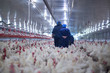 Poultry farm business for the purpose of farming meat or eggs for food from chicken (Farming)