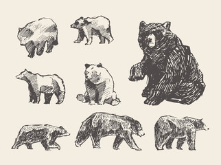 set drawn wild beers, vector illustration, sketch