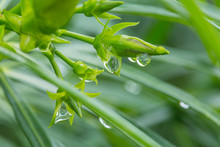 Raindrops On Oleander Leaves Buds