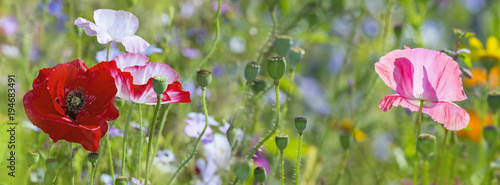 summer meadow with red poppies