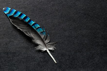 Blue Jay Feather On The Black Matte Background With Free Space
