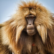 Portrait of a Gelada baboon in the Simien Mountains in Ethiopia