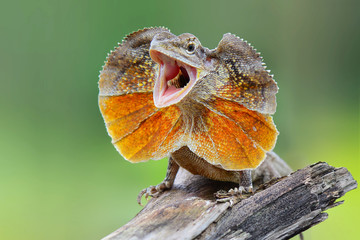 Wall Mural - Tribolonotus gracilis,The frilled-neck lizard
