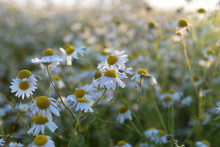 A Large Field With Daisies At Sunset
