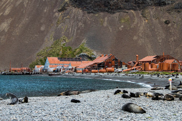 man meets nature with penguins in front of the old whaling station in stromness on south georgia
