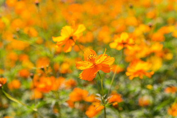 Wall Mural - Marigold flowers in sunlight