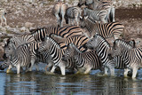 Fototapeta  - Zebras drinking at a waterhole in Etosha National Park