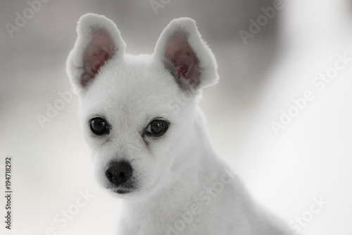 Little White Spitz Dog With Sad Eyes And Big Ears Short