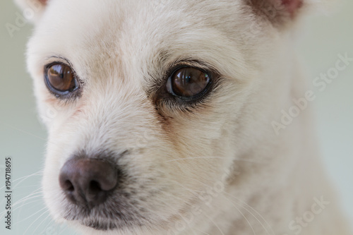 Little White Spitz Dog With Sad Eyes And Big Ears Short Haired