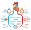 Blood vessel types anatomical diagram, medical scheme. Circulatory system. Medical educational information.
