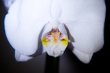 Fototapeta Storczyk - White orchid blossom on a black background