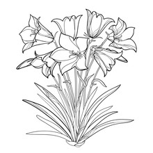 Vector Bouquet With Outline Alpine Campanula Flower Or Bellflower Of Alps, Bud And Ornate Leaf Isolated On White Background. Contour Alpine Mountain Flower For Summer Design Or Coloring Book.