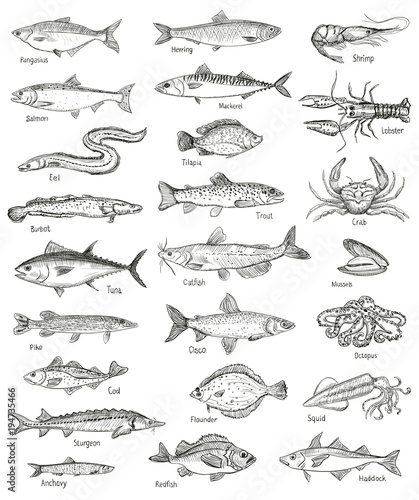 Cuadros en Lienzo Fish and seafood hand drawn graphic illustration