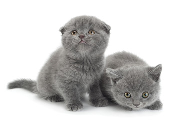 Wall Mural - Scottish Fold gray cat