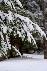 Wall Mural - Snowy Forest in Maine