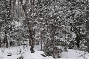 Wall Mural - Snowy Forest in Maine