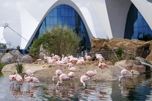Pink Flamingo In Valencia, Spain, Europe