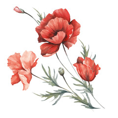 Bouquet with poppies. Hand draw watercolor illustration.