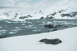 Seal on the Ice - Antarctica