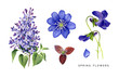 Spring set of violet flowers. Lilac, violets and hepatica. Hand painted garden plants. Watercolor illustrations isolated on white. Highly detailed botanical art. 