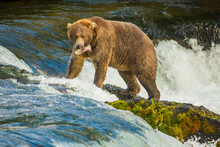 Alaskan Bear With Catched Fish On Brooks Falls, Katmai National Park, Alaska